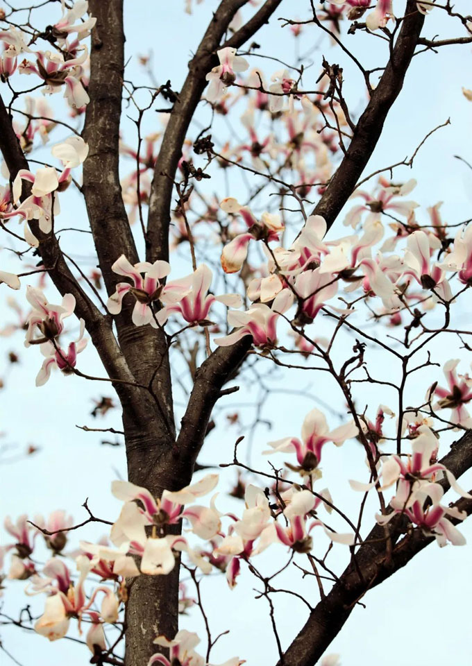 南阳市树望春玉兰花开正当时