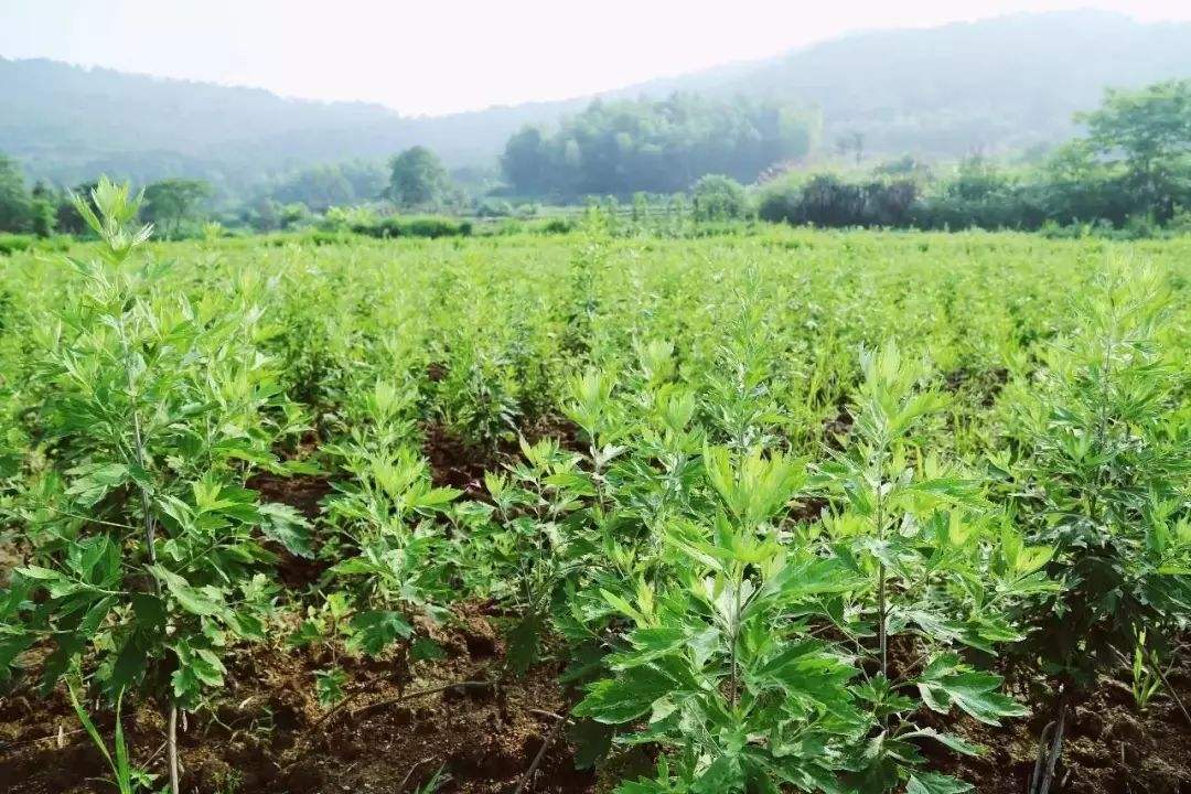 南阳艾获批国家地理标志证明商标