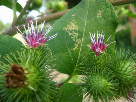 牛蒡子别名 植物形态 药材性状 功能与主治 艾草之乡
