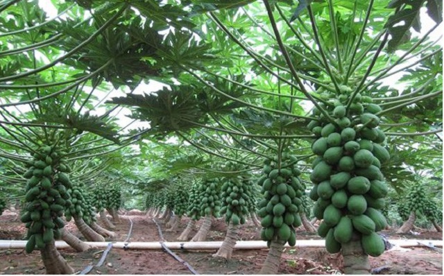 木瓜别名 植物形态 药材性状 功能与主治 艾草之乡 木瓜别名 植物形态 药材性状 功能与主治 艾草之乡