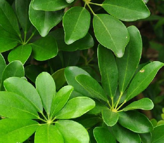 七叶莲别名_植物形态_药材性状_功能与主治-艾草之乡