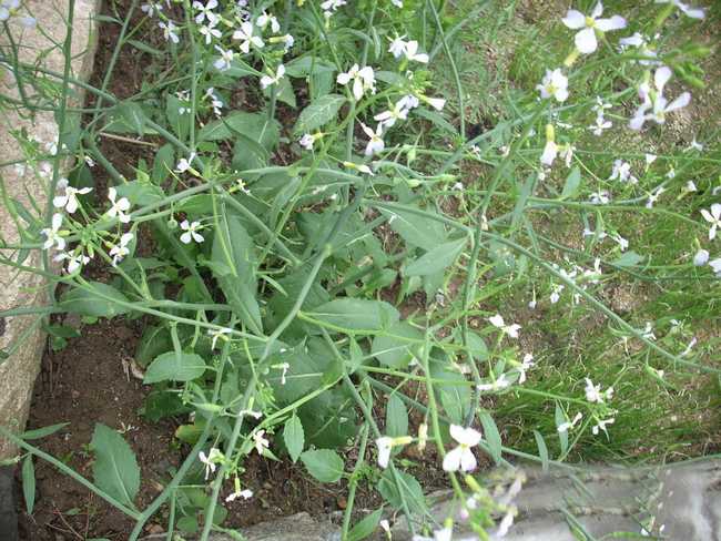 莱菔子别名_植物形态_药材性状_功能与主治-艾草之乡