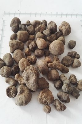 雷丸别名_植物形态_药材性状_功能与主治-艾草之乡