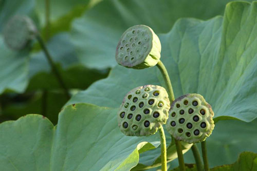 莲房别名 植物形态 药材性状 功能与主治 艾草之乡